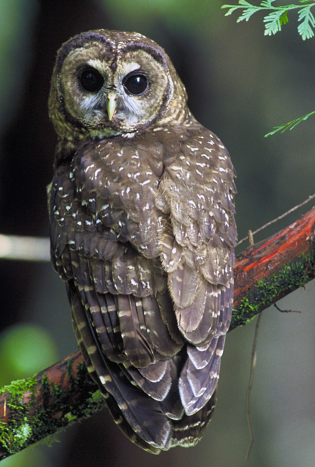 The Northern Spotted Owl