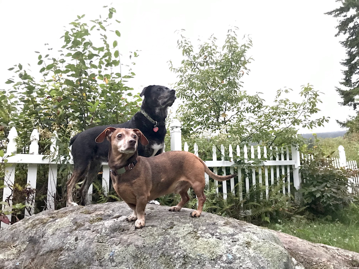 two dogs standing on a rock