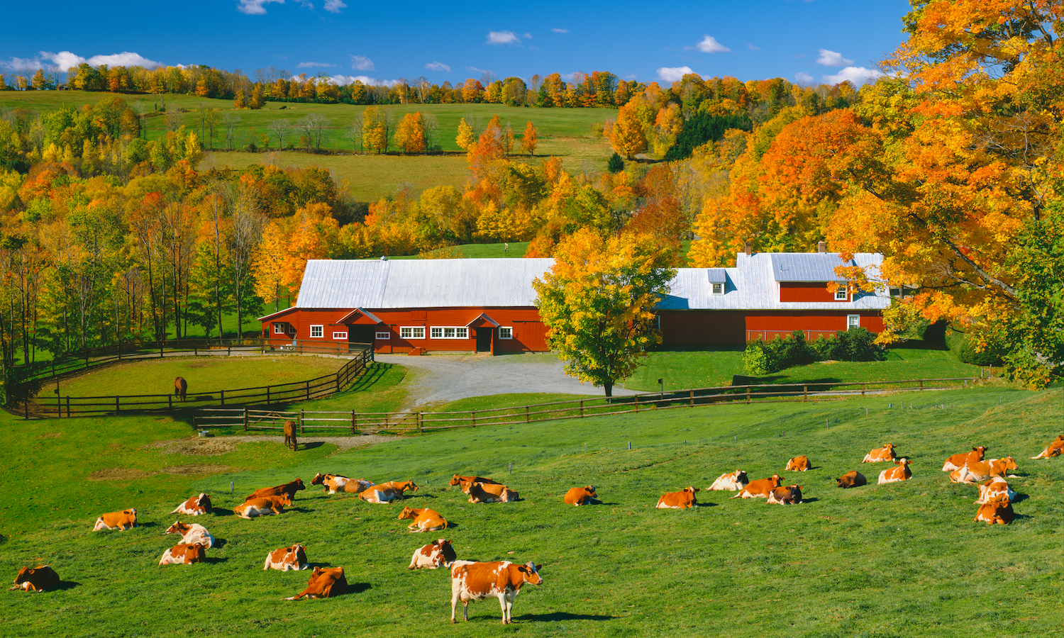 Vermont dairy farm with red barn during autumn