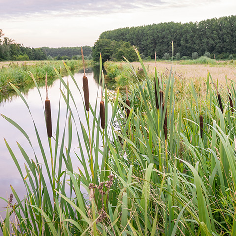 Image of cattails growing along a river