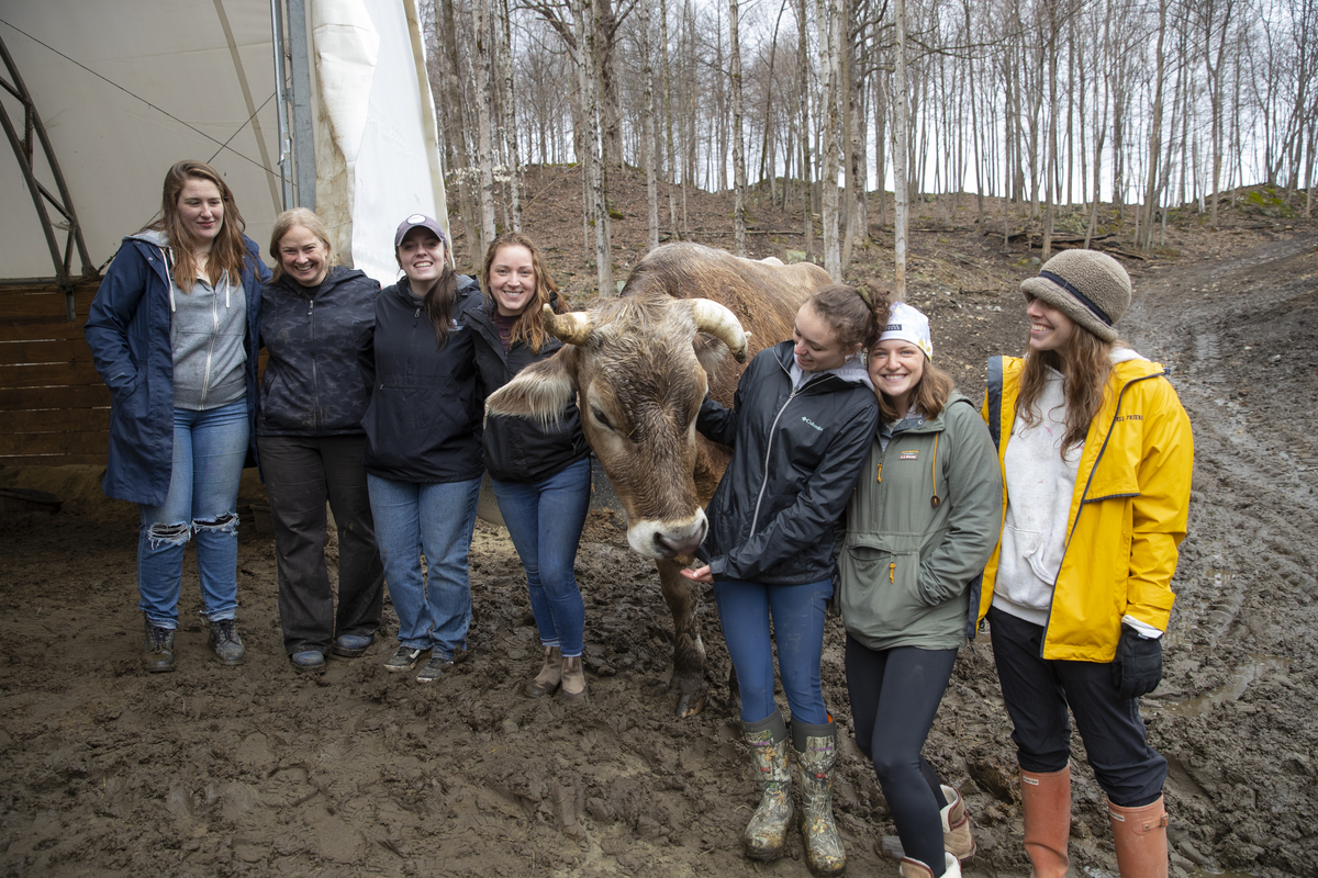 A group of students poses with a cow in the mud while volunteering at an animal sanctuary