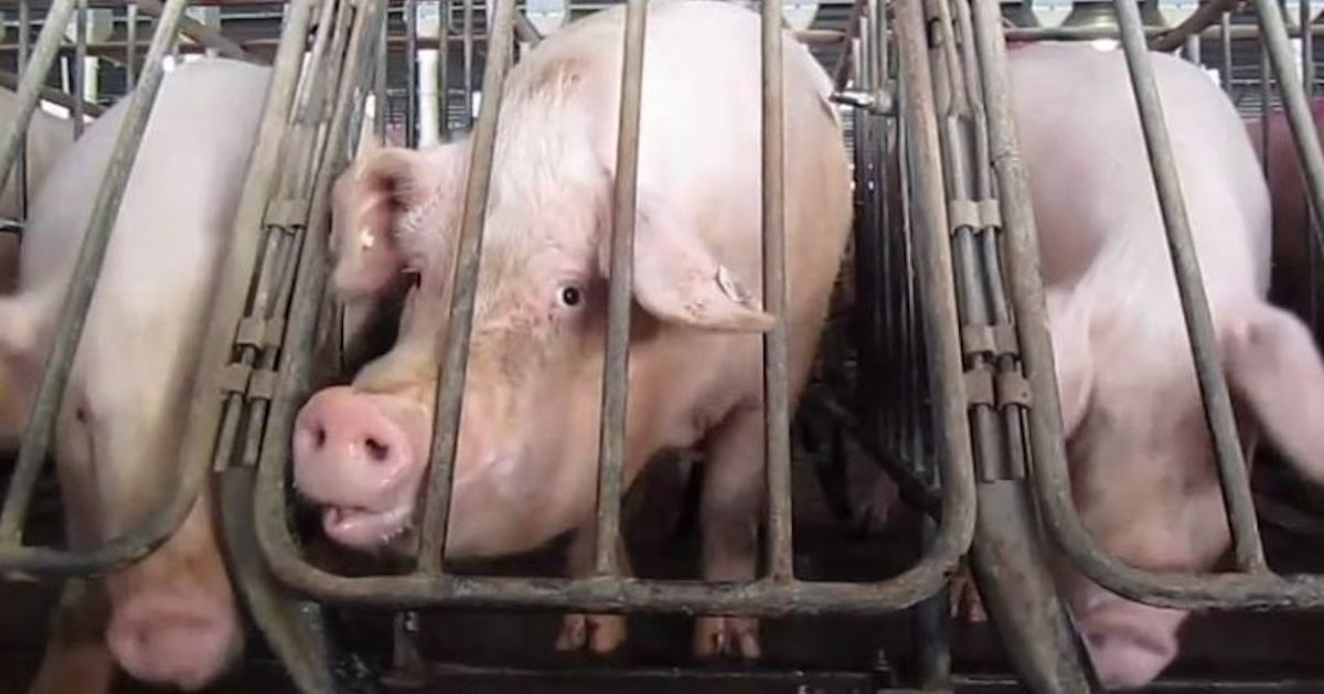 Pigs in gestation crates at the Smithfield Foods/Murphy Brown pig breeding facility, Waverly, Virginia, United States