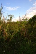Protecting Puerto Rico biodiversity