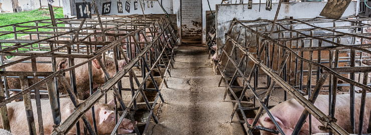 "California's law bans these cruel confinement systems, in which most mother pigs in the US spend much of their lives"