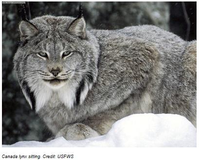 Environmental law clinic working to protect the Canada lynx