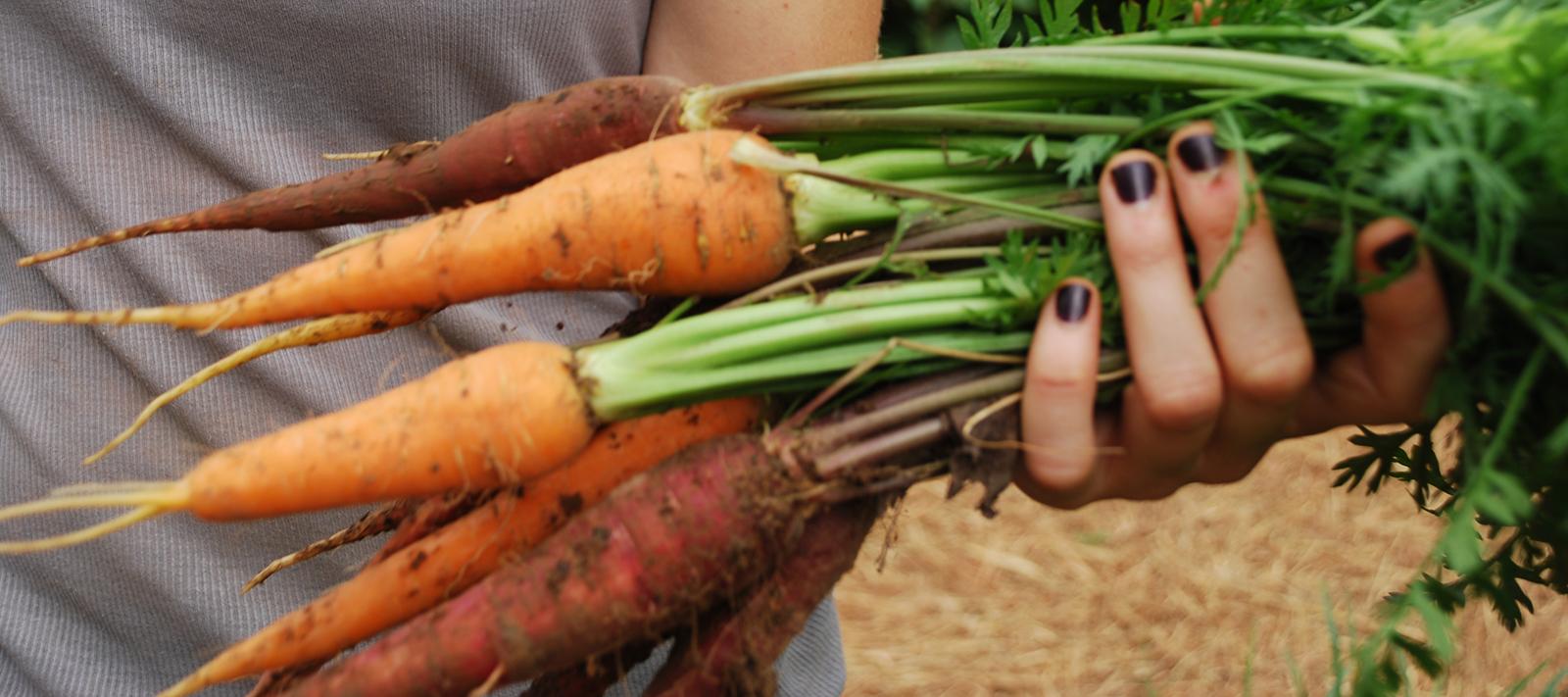 Picture of carrots harvested