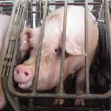 A pig in a gestation crate at the Smithfield Foods/Murphy Brown pig breeding facility, Waverly, Virginia, United States