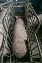 Mother pig in a gestation crate