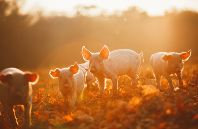 Pigs running outside on a farm at sunset.