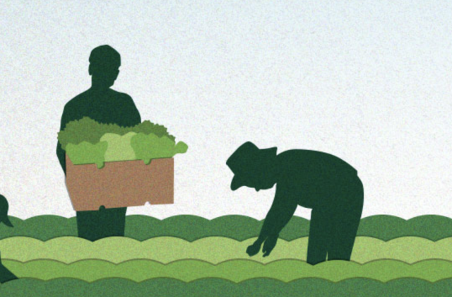 An illustration of farmers harvesting in the field.