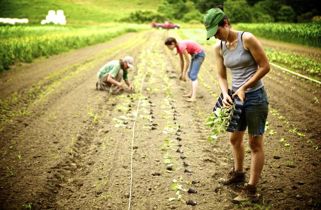 Three farmers planting a row of seedlings on a farm