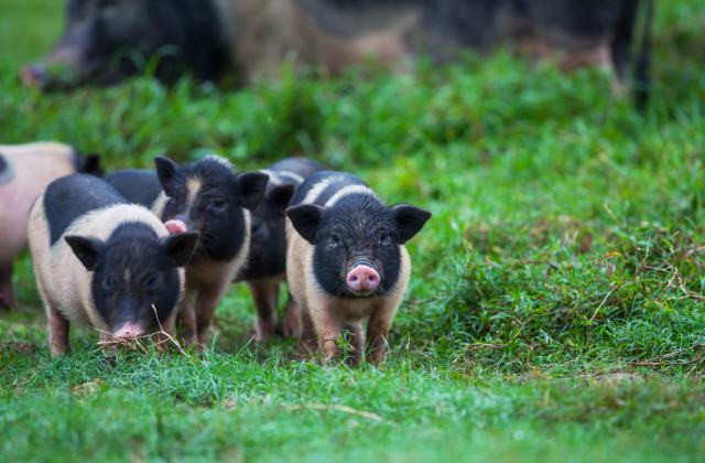 Pigs running outside on green grass.