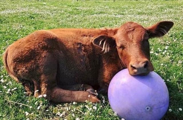 Cow with ball