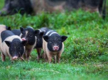 Four piglet in a barn.