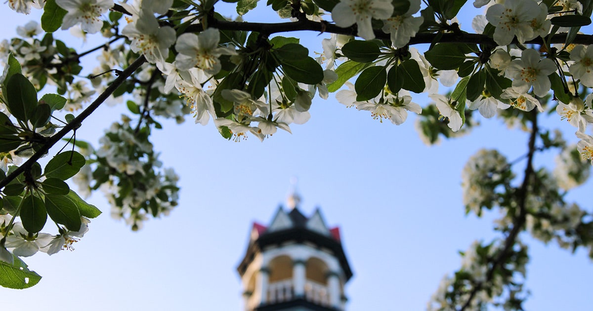 White flowers in front of the Debevoise Hall Bell Tower. Blue skies in the background.