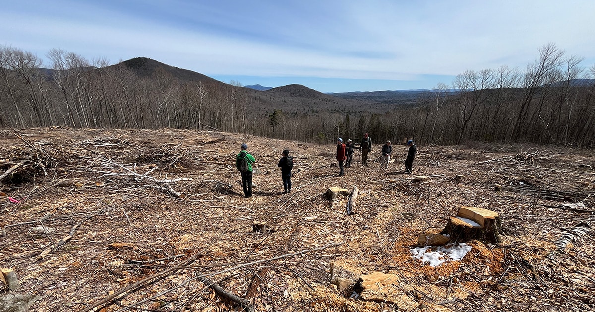 Sandwich Range advocates recently toured devastation wrought by recent logging in the Guinea Hill timber sale, unlawfully approved by the Forest Service as a part of the Sandwich Vegetation Management Project. Photo by Zack Porter.