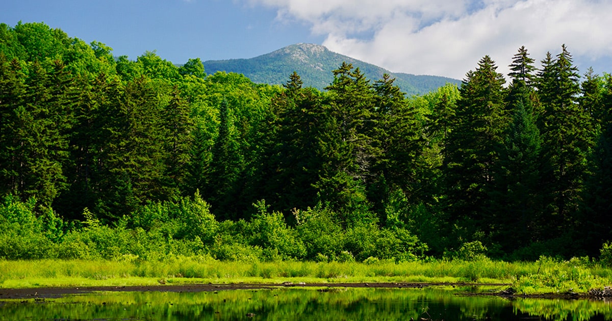 Bear Swamp, Worcester Range, on a sunny summer day. Photo by Zack Porter of Standing Trees.