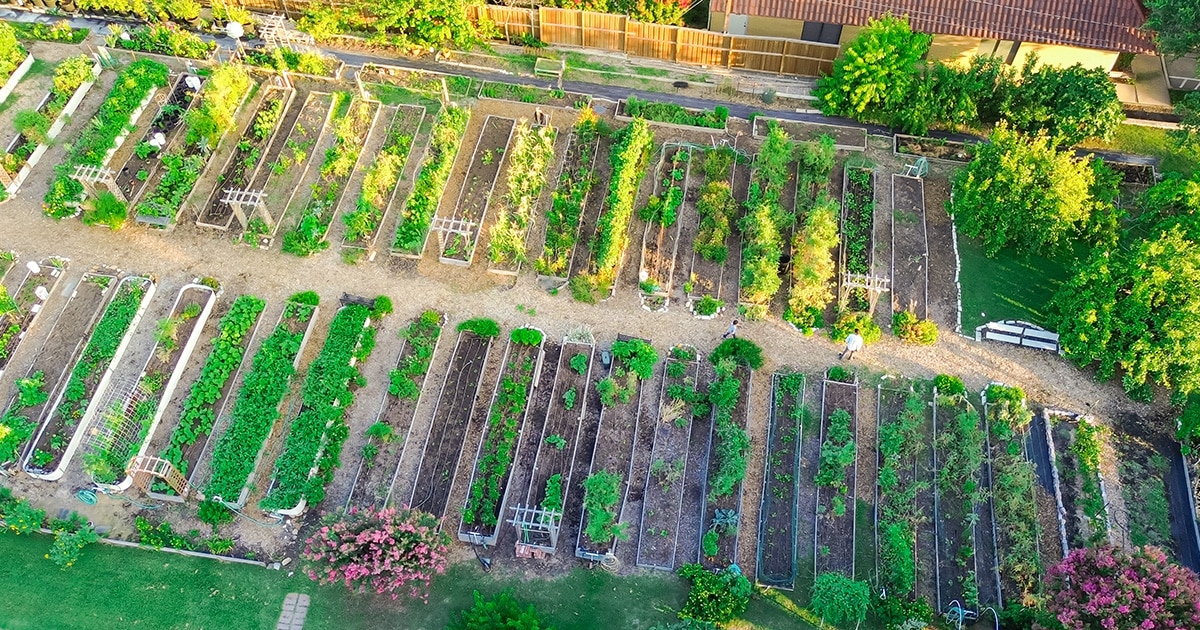 Urban Agriculture