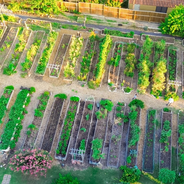 Urban Agriculture