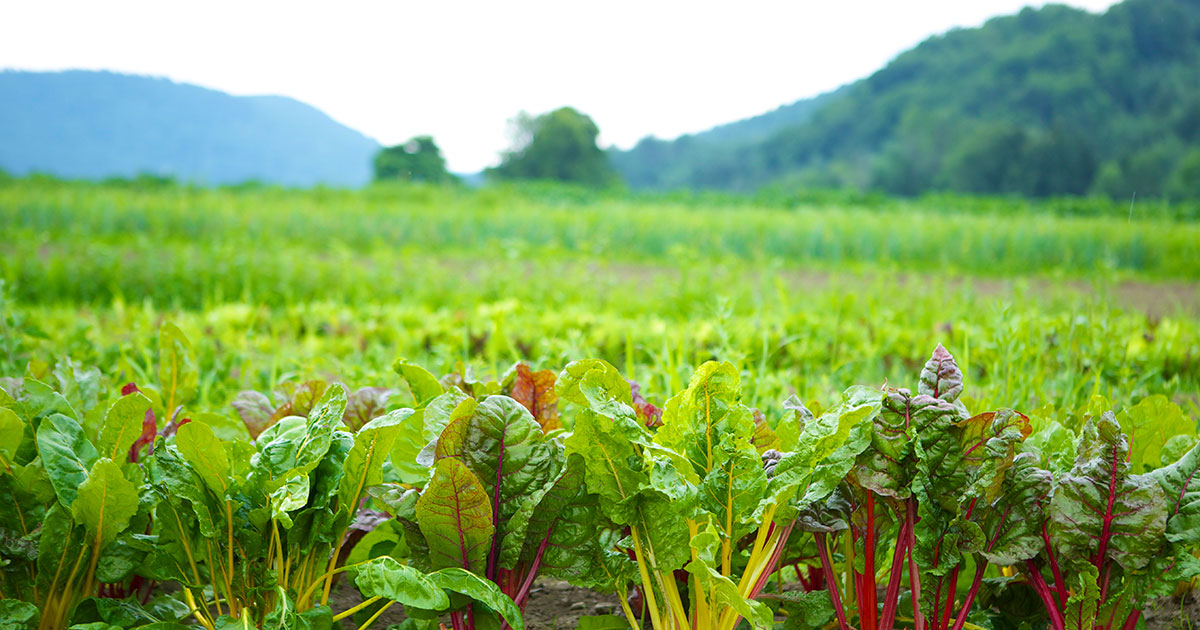 Vegetable fields with mountains in the background