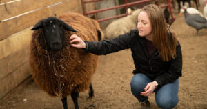 A student pets a sheep at a farm sanctuary.