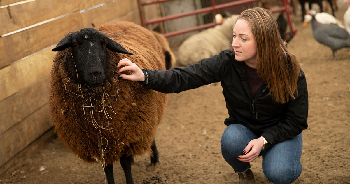 A student pets a sheep at a farm sanctuary.
