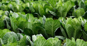 Rows of leafy greens growing in a field.