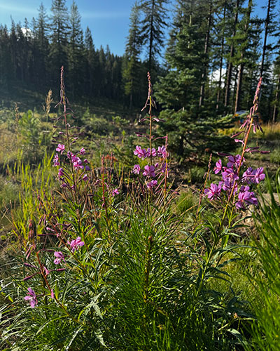 Purple flowers growing in Montana, site of a field study trip.