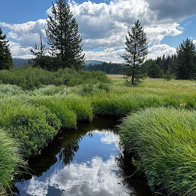 A view of a waterway and forest from a field study trip to Montana.