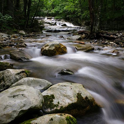 A river in a forest with active rapids and whitewater.