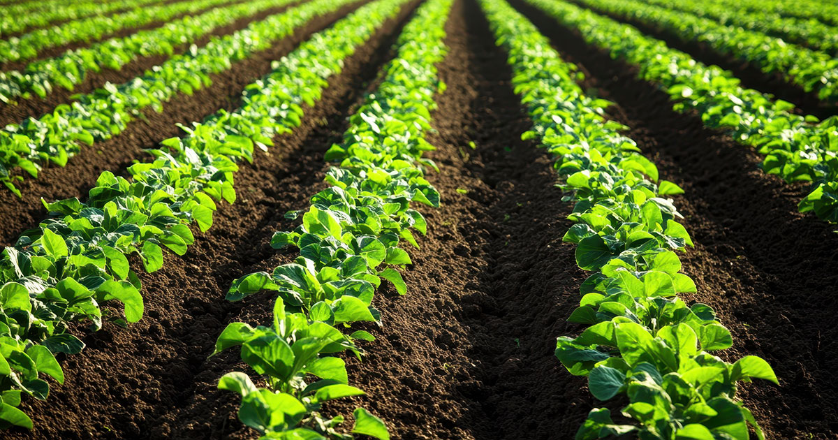 Rows of plants growing in a field