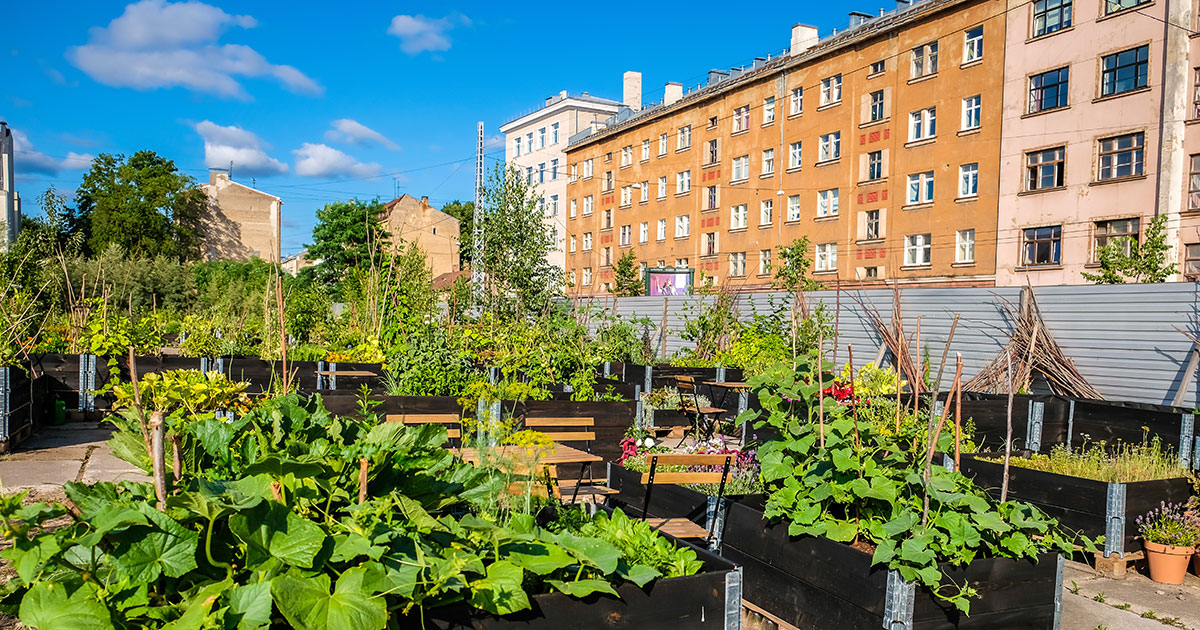 Raised beds with lush vegetation in an urban agricultural setting