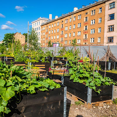 Community garden with raised beds.