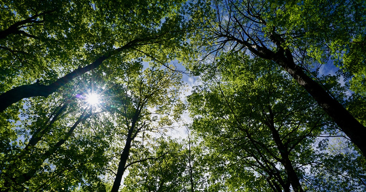 Forest In Camels Hump State Park. Photo by Zack Porter of Standing Trees.