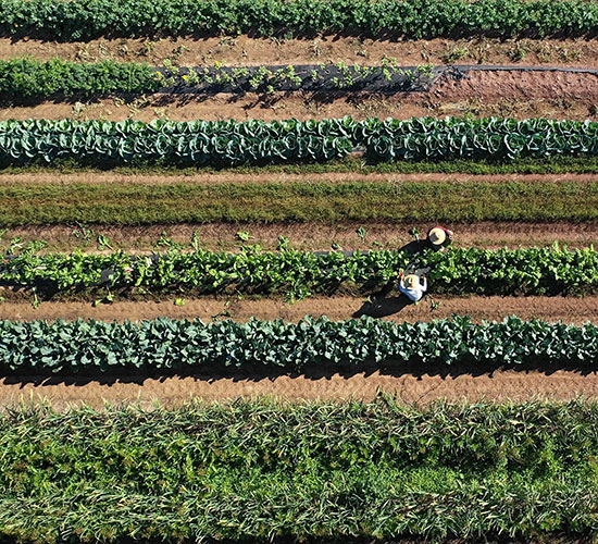 Overhead drone view of two people working in a field of crops